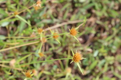Rhynchospora wightiana